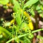 Cyclospermum leptophyllum Flower