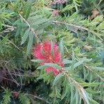 Melaleuca viminalis Flower