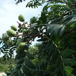 Sorbus domestica ഫലം