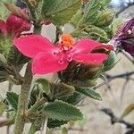 Hibiscus aponeurus Blodyn