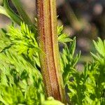 Artemisia annua خشب