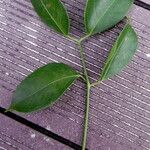 Bursera simaruba Leaf