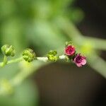 Cynoglossum pustulatum Flower