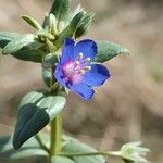 Lysimachia foemina Квітка