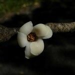 Diospyros borbonica Blüte