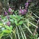 Dioclea guianensis Flower