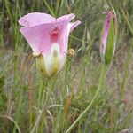 Calochortus venustus Çiçek
