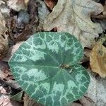 Cyclamen purpurascens Blad