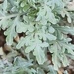 Artemisia thuscula Leaf