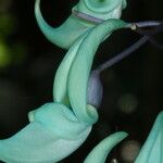 Strongylodon macrobotrys Flor