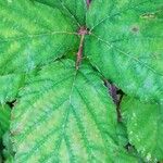 Rubus ulmifolius Blatt