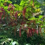 Acalypha hispidaŽiedas