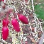 Berberis thunbergii Froito