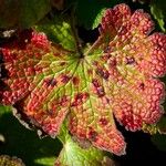 Geranium platypetalum Leaf