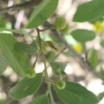 Grewia flavescens Leaf