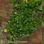 Polycarpon polycarpoides Libunga