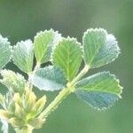 Medicago monspeliaca Leaf