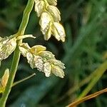 Eragrostis superba Flor