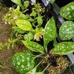 Pulmonaria officinalis Habitus