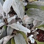 Veronica spicata Leaf