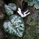 Cyclamen balearicum Leaf