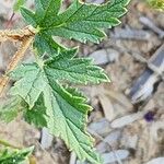 Erodium laciniatum Vekstform