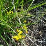 Genista pilosa Habitus