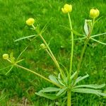 Ranunculus auricomus Flower