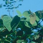 Piliostigma thonningii Φύλλο