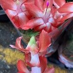 Schlumbergera truncata Kwiat