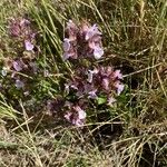 Teucrium chamaedrys Flower