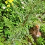 Descurainia millefolia Leaf