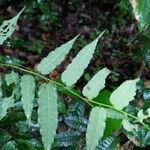 Mabea subsessilis Лист
