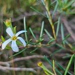 Ricinocarpos pinifoliusFlower