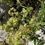 Alchemilla petiolulans Other