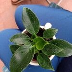 Peperomia maculosa Blad