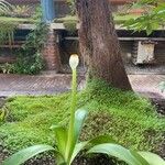 Haemanthus albiflos Hostoa