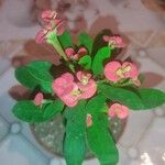 Euphorbia milii Kwiat