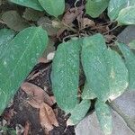 Pseuderanthemum alatum Hoja