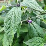 Capsicum pubescens Hoja