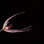Andreettaea aristata Floare