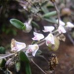 Bulbophyllum apetalum