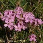 Saponaria caespitosa Habit