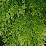 Selaginella pallescens Ліст