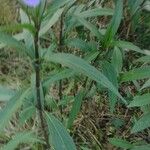 Ruellia simplexफूल