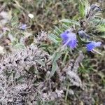 Echium vulgareLeaf