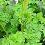 Corydalis flexuosa Leaf