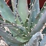 Aloe melanacantha Habit