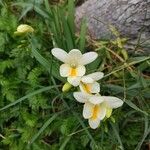 Freesia alba Flower