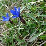 Gentiana sierrae Flower